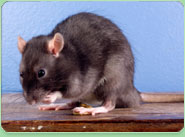 rat control Edgware
